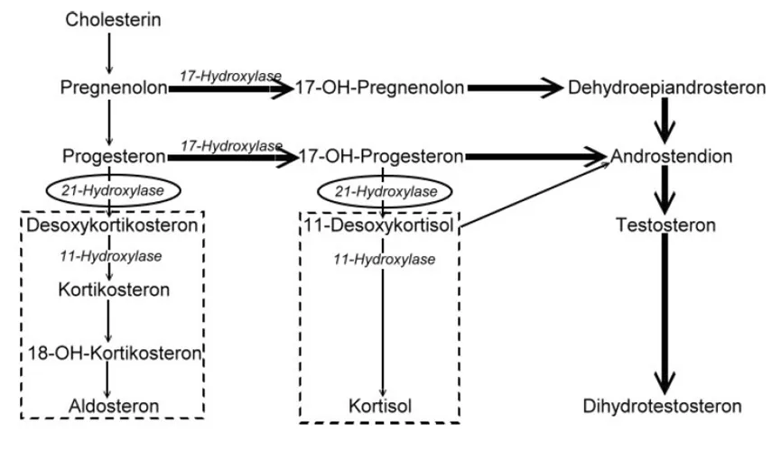 Congenital adrenal hyperplasia (CAH) – Diagram: Diagram: adrenal steroid biosynthesis in 21-hydroxylase deficiency – block (circled) before aldosterone and cortisol (dashed boxes), precursors shunted into androgen synthesis (thick arrows)