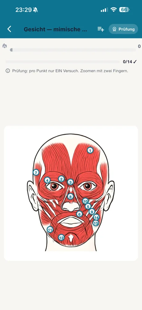 Anatomie-Trainer