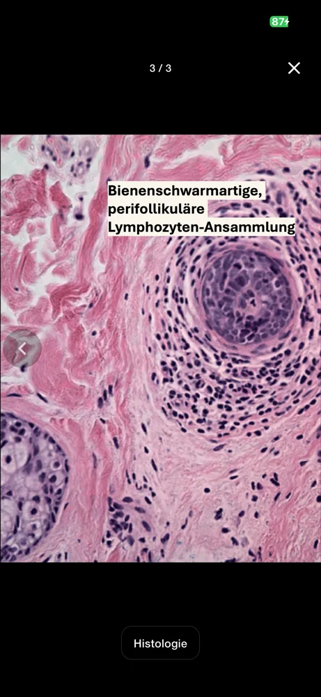 Histologie-Galerie